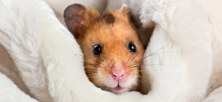 Хомяк сирийский милый