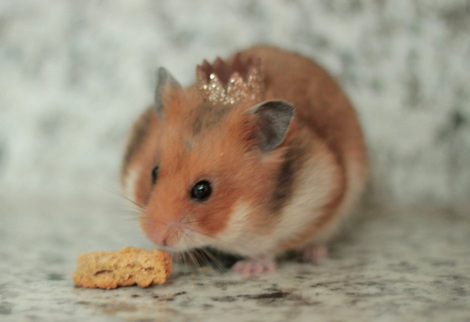 Королевский сирийский хомяк