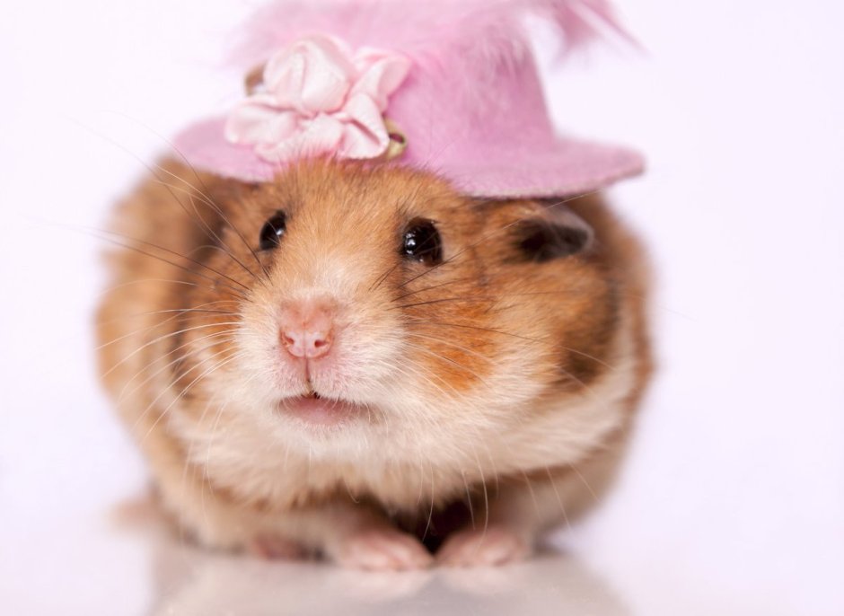 Хомяк джунгарский