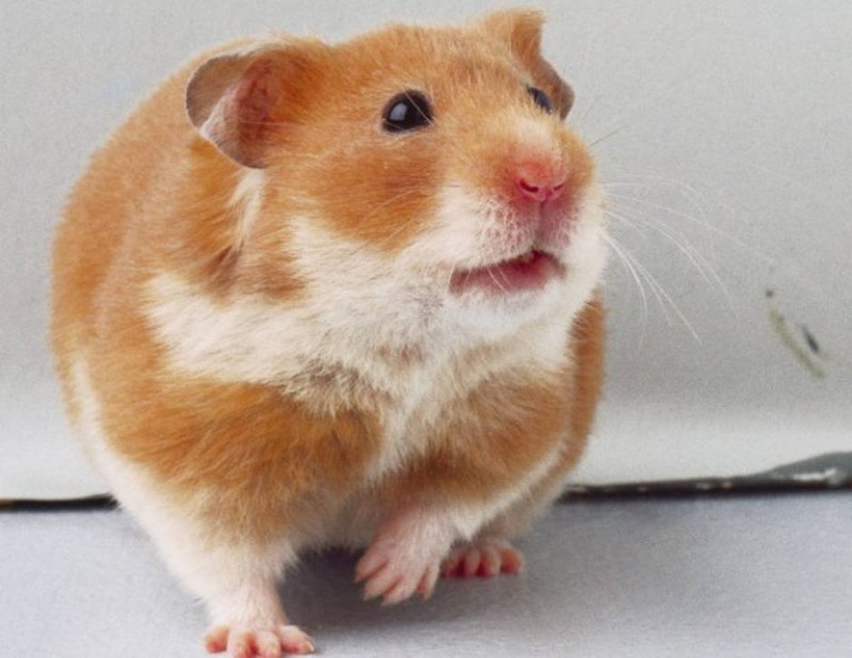 Рыжий хомячок