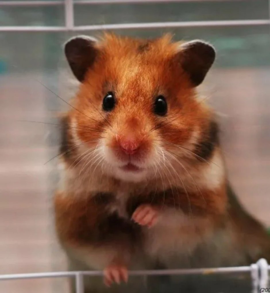 Сирийский хомяк рыжий