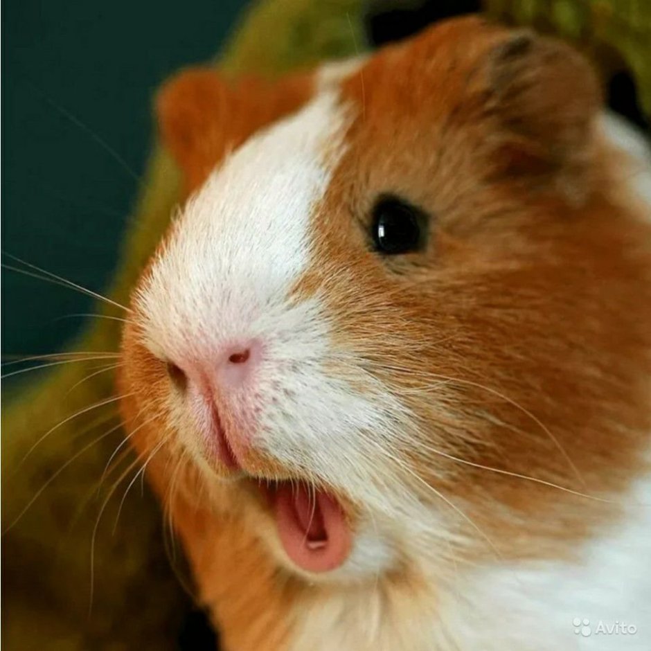 Морские свинки