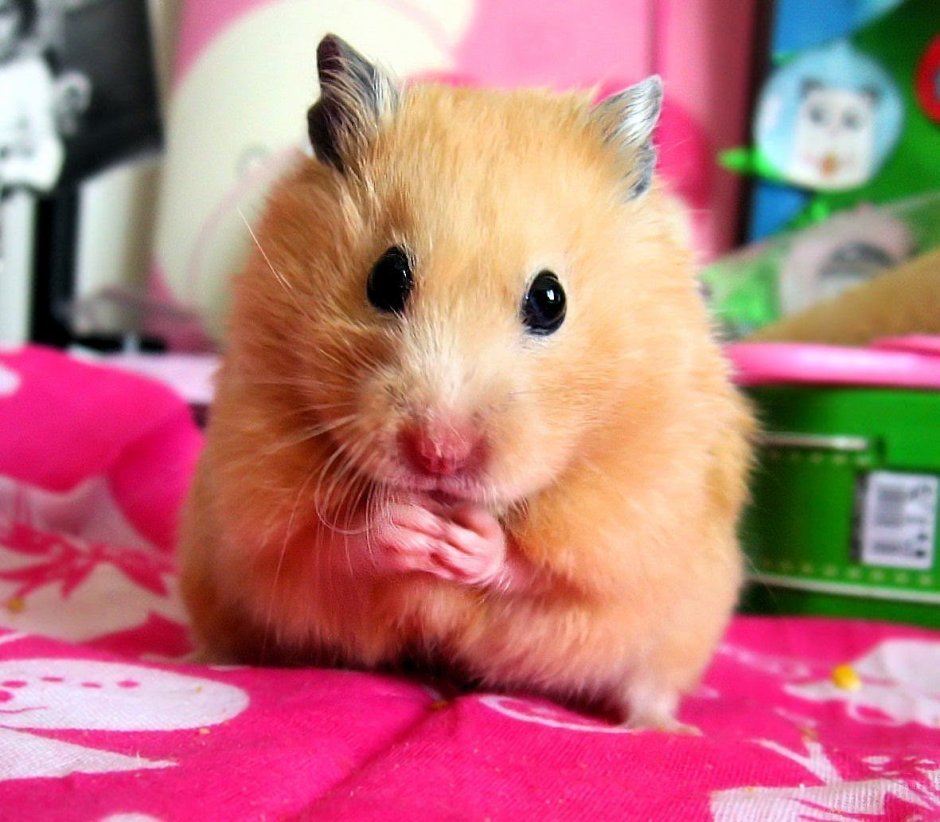 Сирийский хомяк коротко