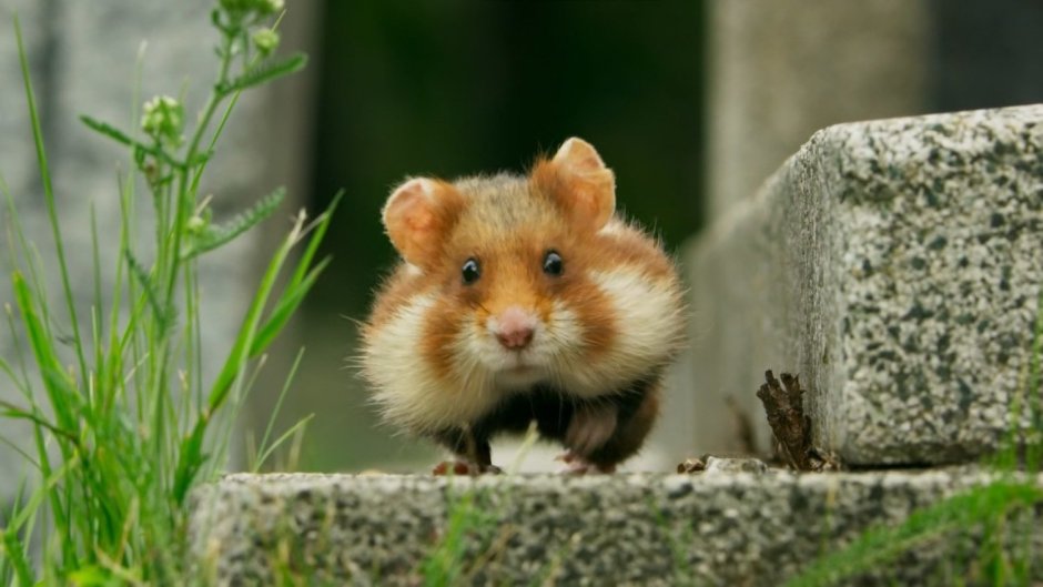 Хищный хомяк