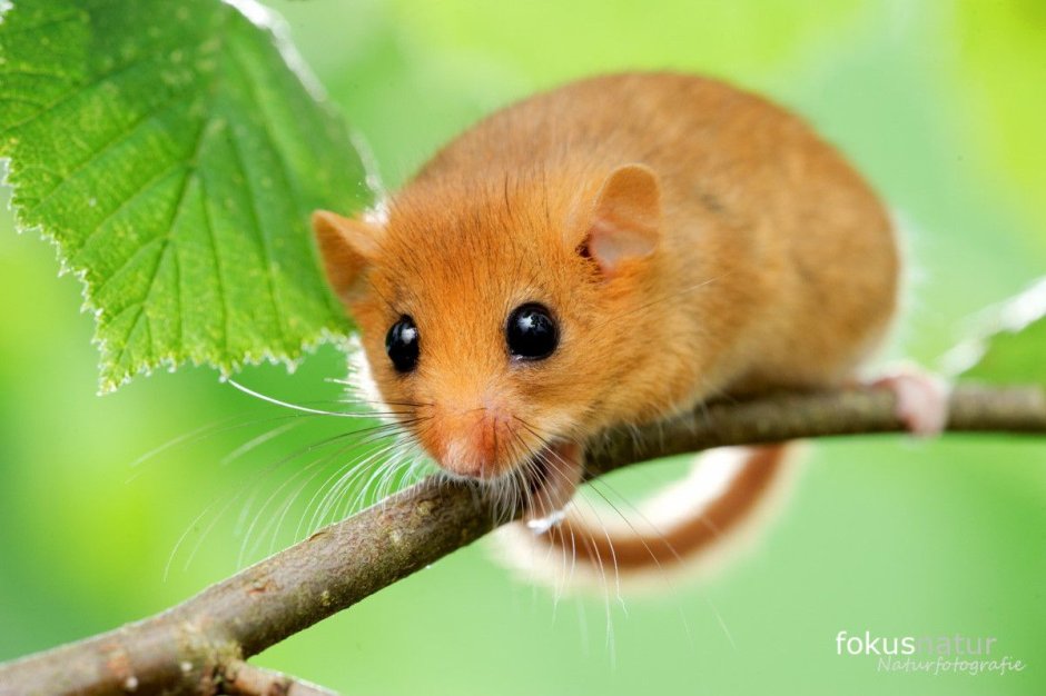 Орешниковая Соня гнездо