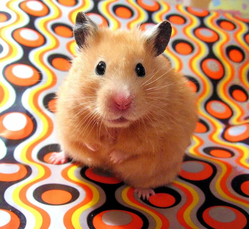 Толстый сирийский хомяк