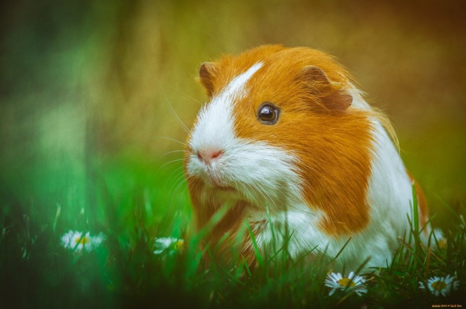 Красивый хомяк
