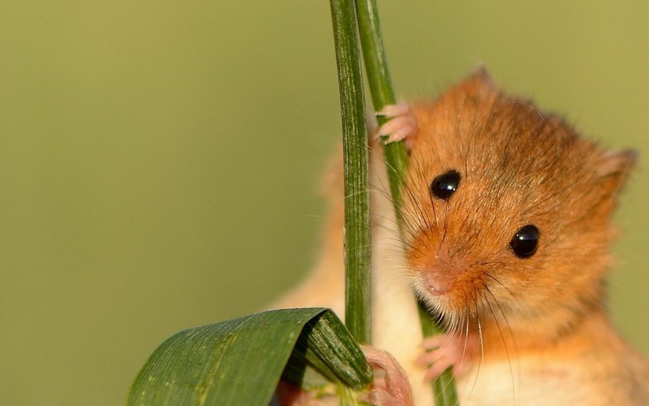 Рыжая мышь