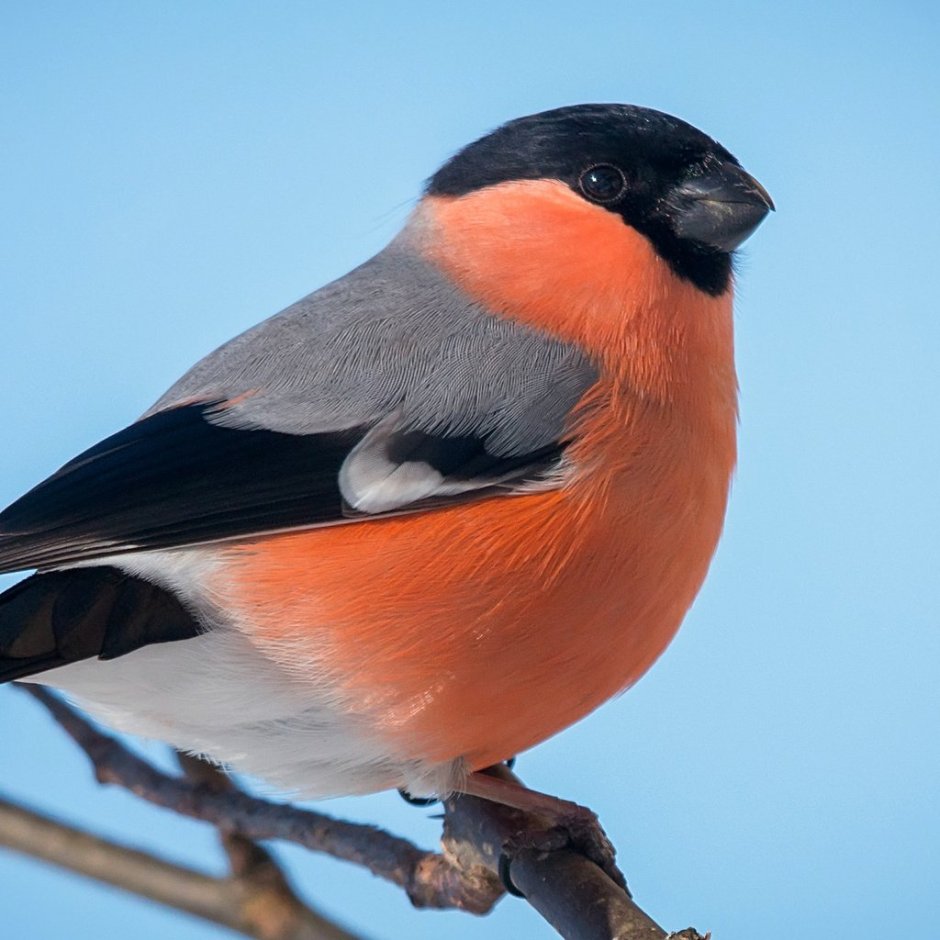 Птичка с красноватой грудкой но не снегирь