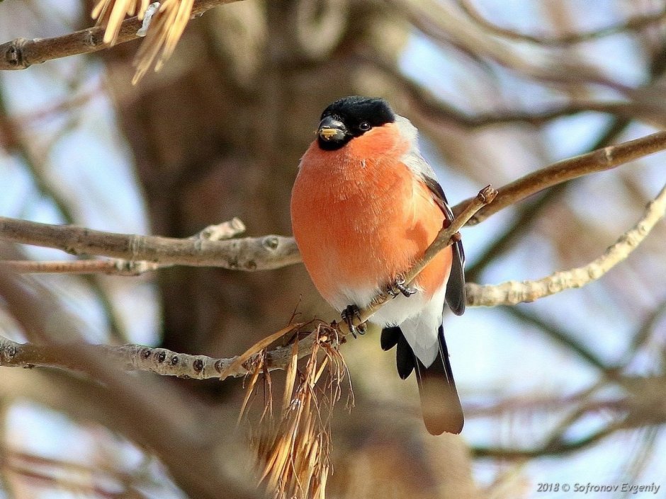 Птичка похожая на снегиря