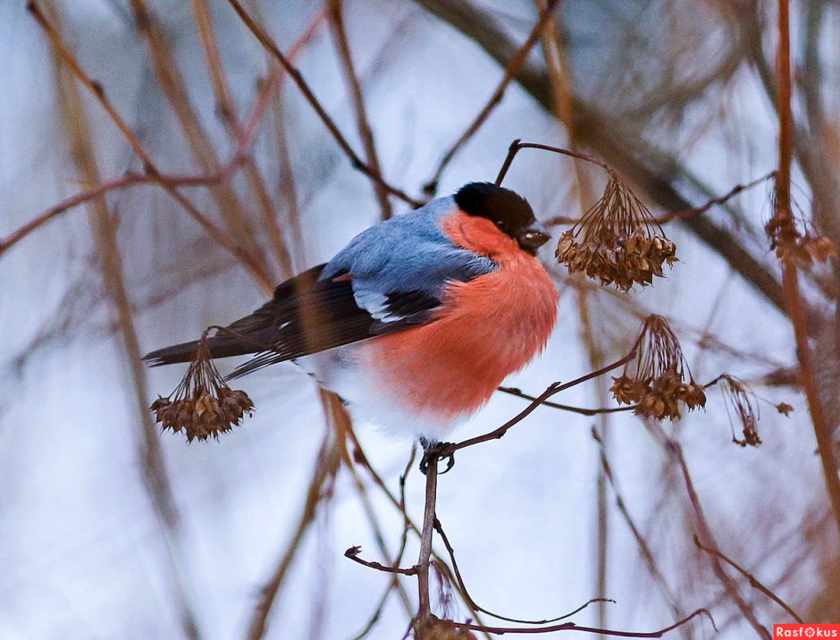Птица с красной грудкой и хохолком но не Снегирь