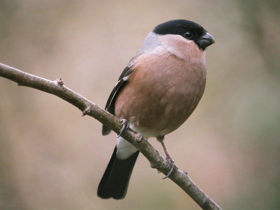 Eurasian Bullfinch