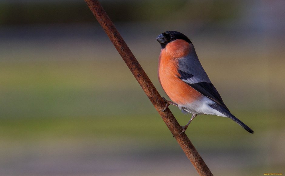 Снегирь фото