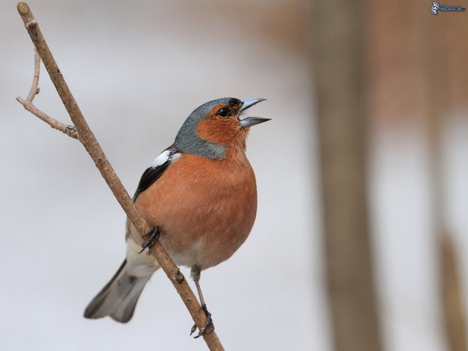 Красногрудые зяблики