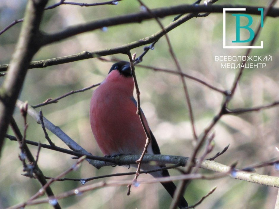 Птицы в Ленобласти Снегирь