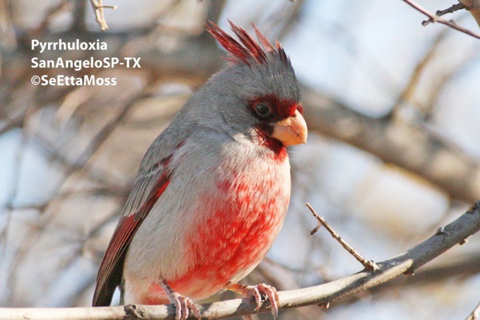Розовая птичка с хохолком