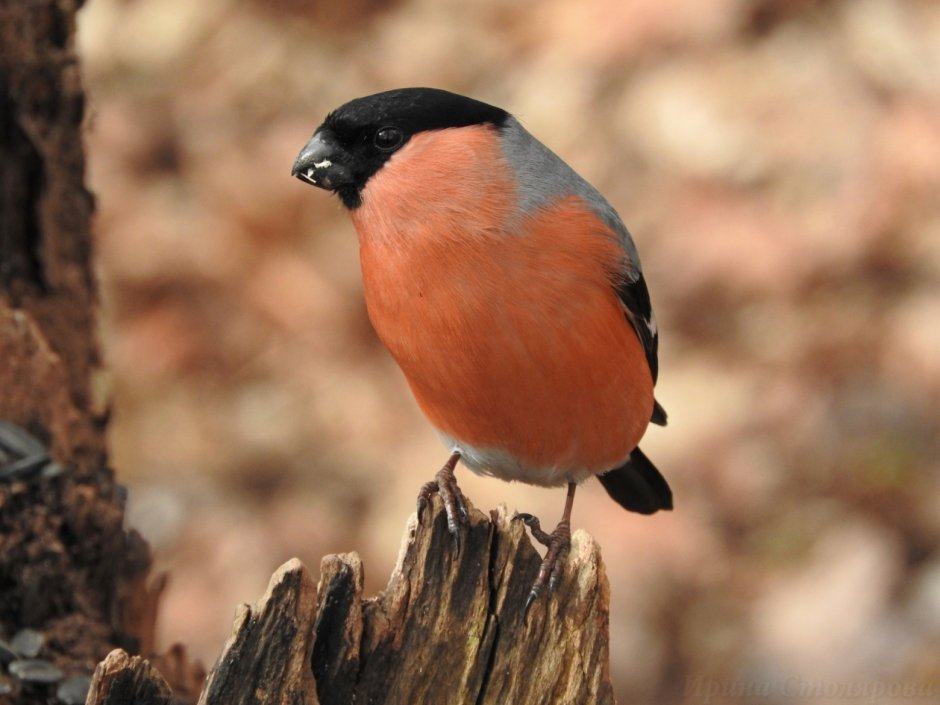 Глаза снегиря фото