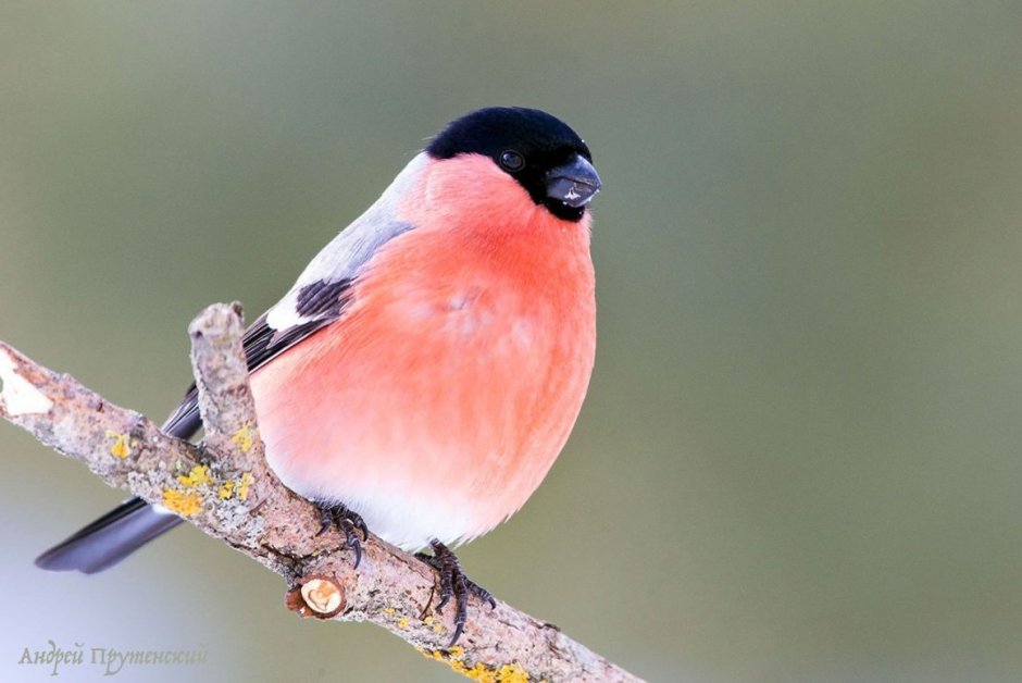 Птицы с красной грудкой но не Снегирь
