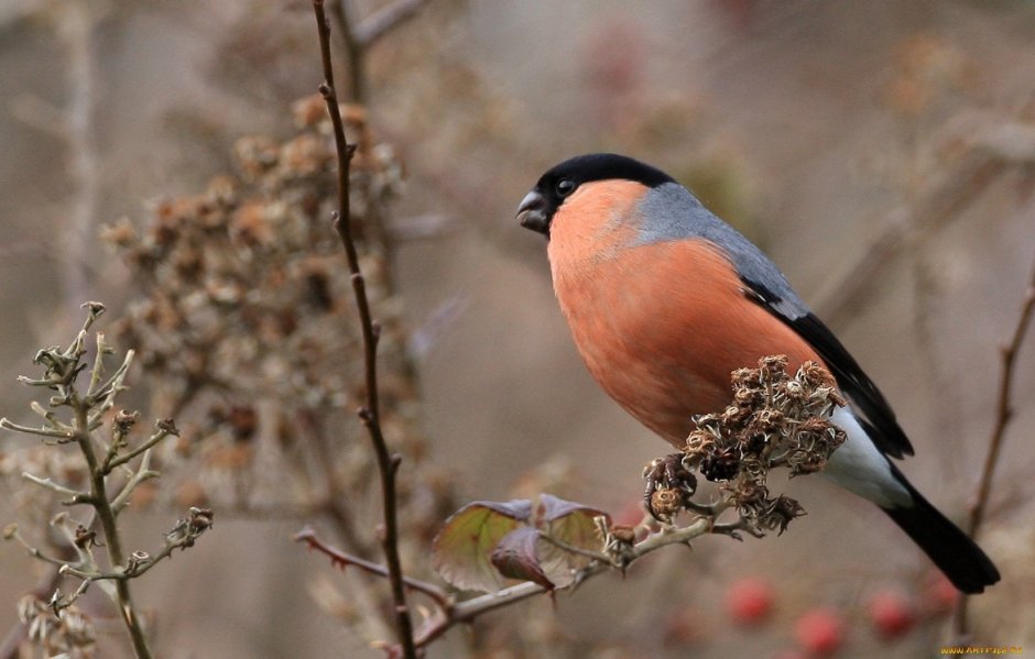 Желтогрудый Снегирь