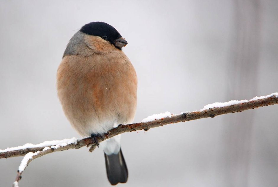 Снегирь коричневый