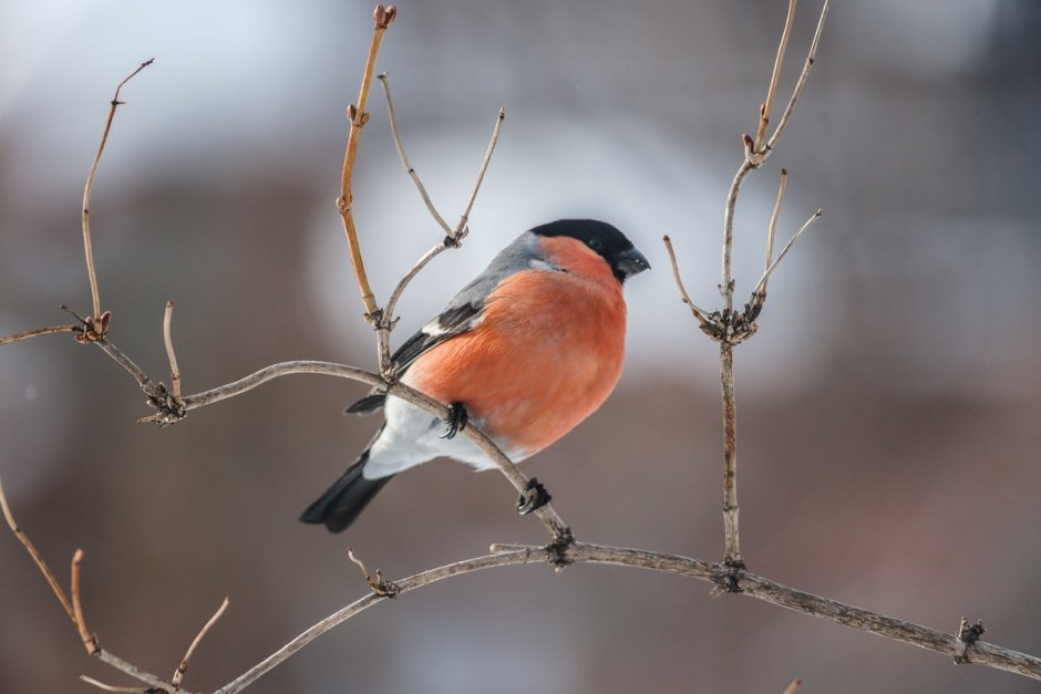 Зимующие птицы Снегирь