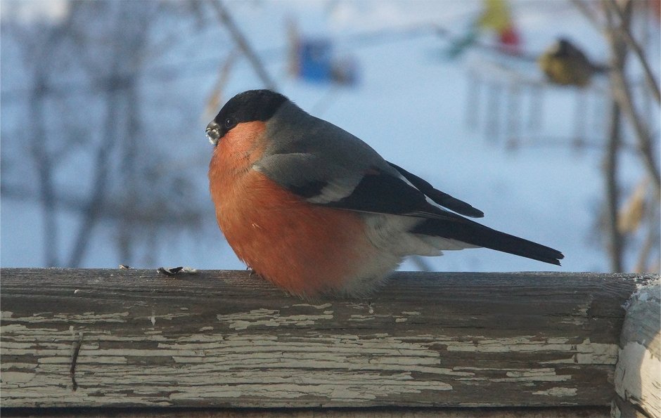Снегири красногрудые птицы