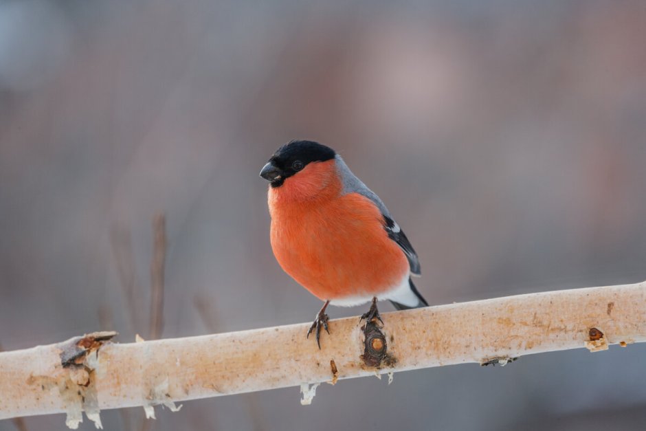 Птицы с красной грудкой но не Снегирь