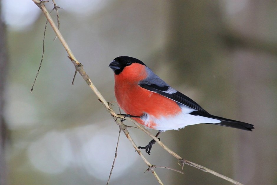 Снегирь в тайге