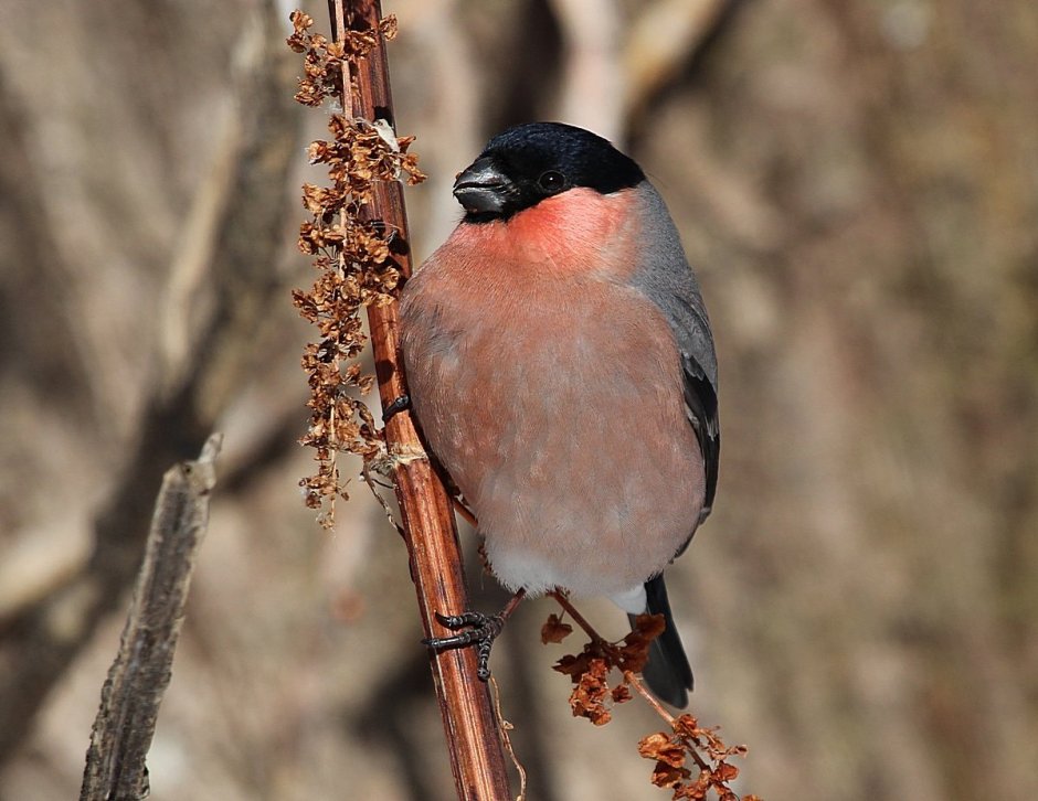 Желтоспинный Снегирь