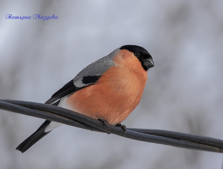 Снегирь обитание