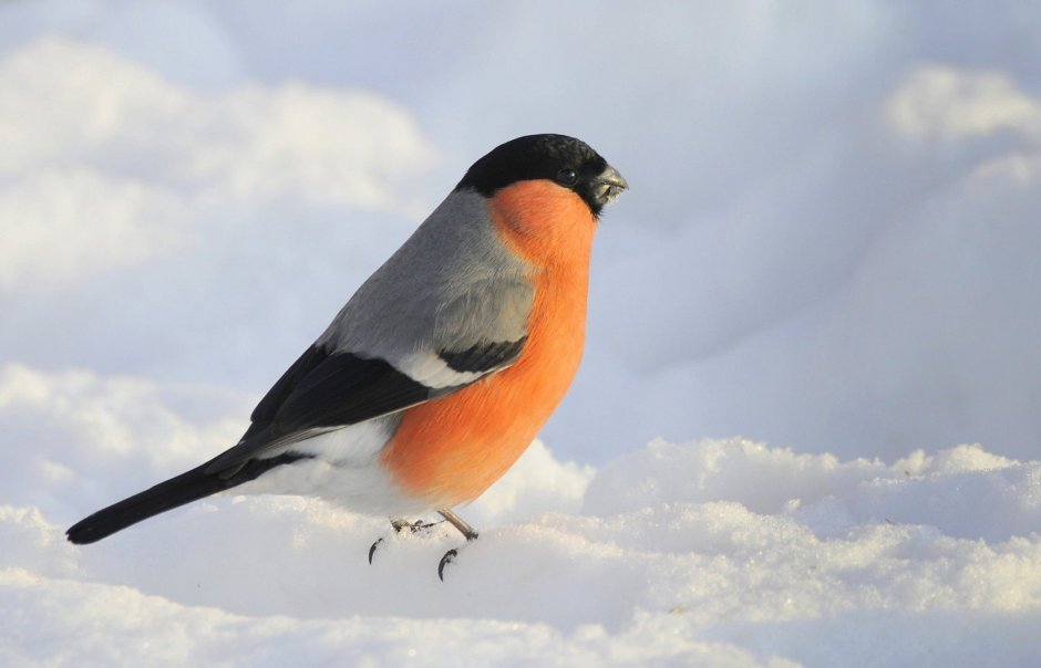 Синица с красной грудкой