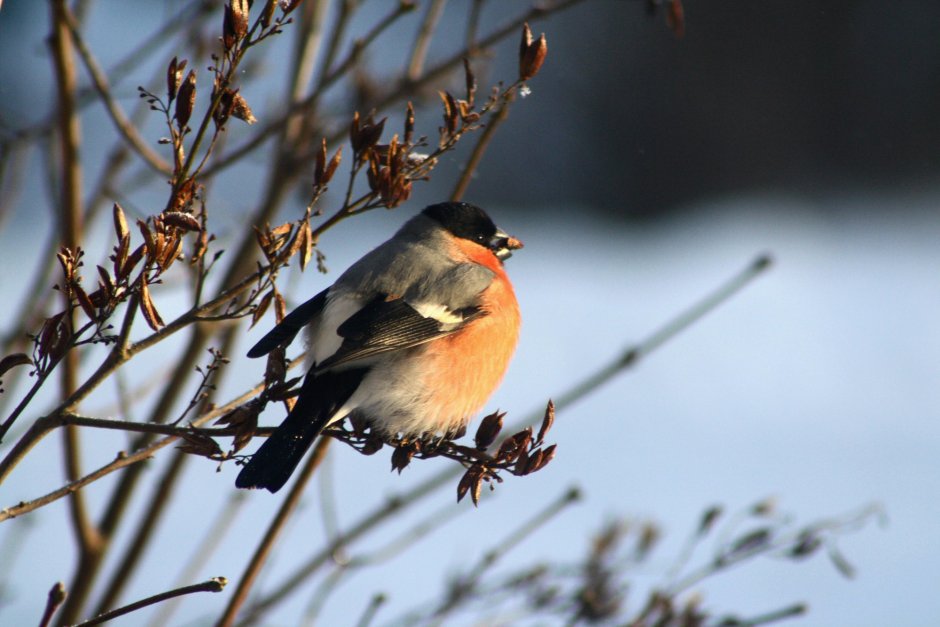 Птицы с красной грудкой но не Снегирь