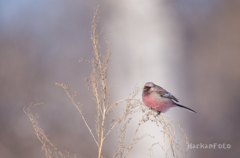 Серо розовая птичка Карелии