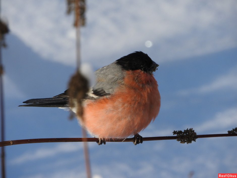 Снегирь Уссурийский самец
