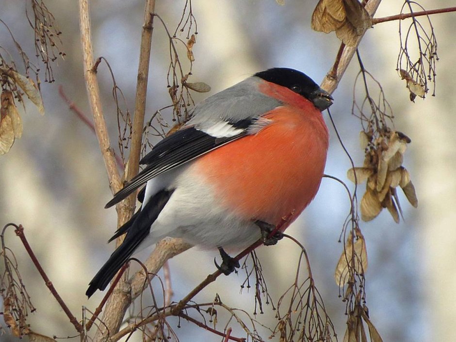 Желтогрудый Снегирь