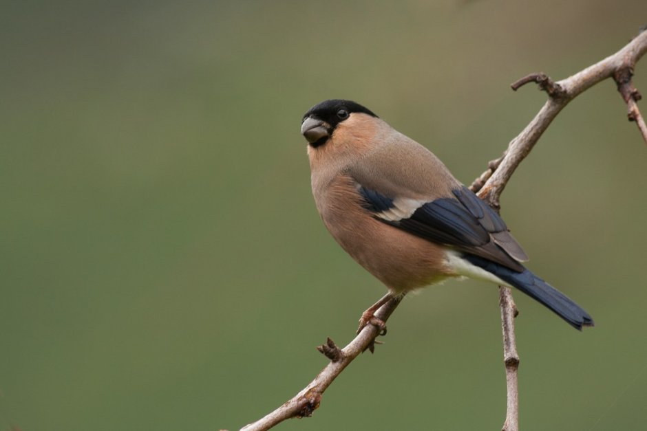 Птица похожая на снегиря