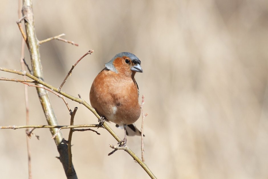 Зяблик ареал