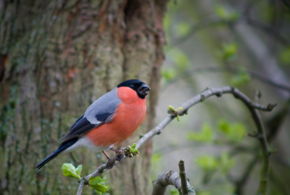 Птица Снегирь птенцы
