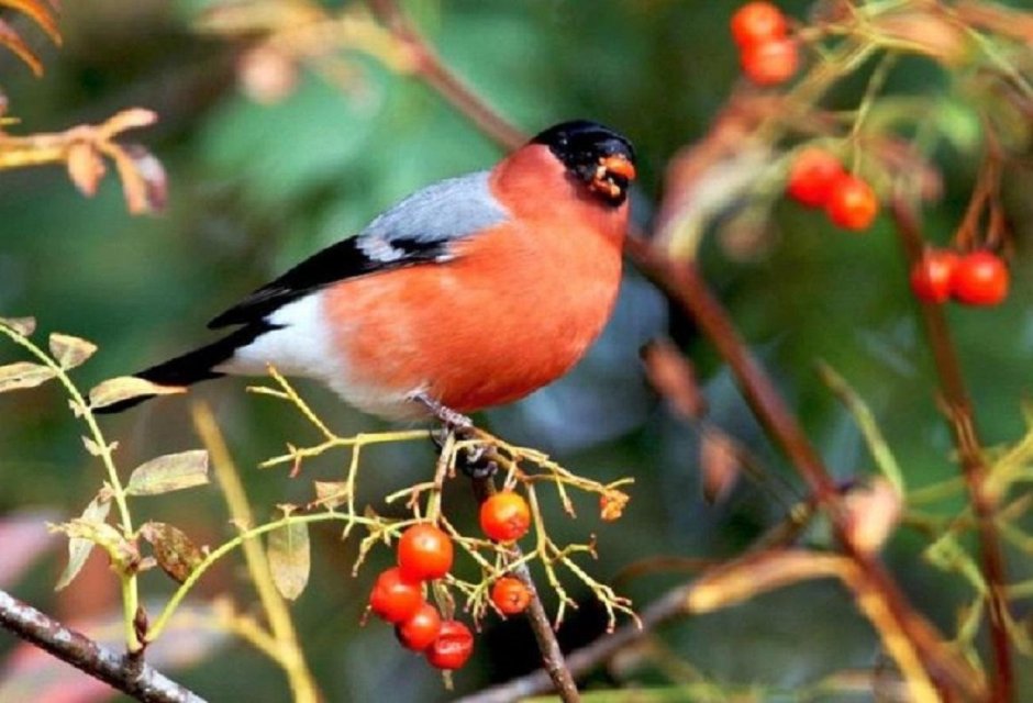 Птица с красной грудкой но не Снегирь в Подмосковье