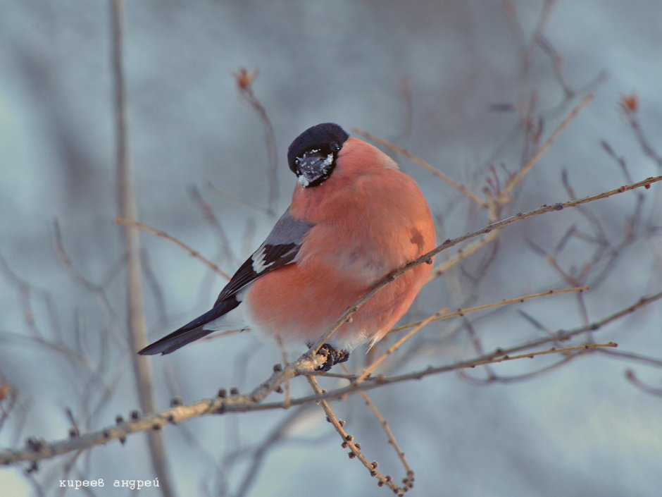 Птица похожая на снегиря с красной