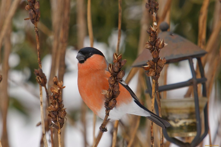 Окрас снегиря