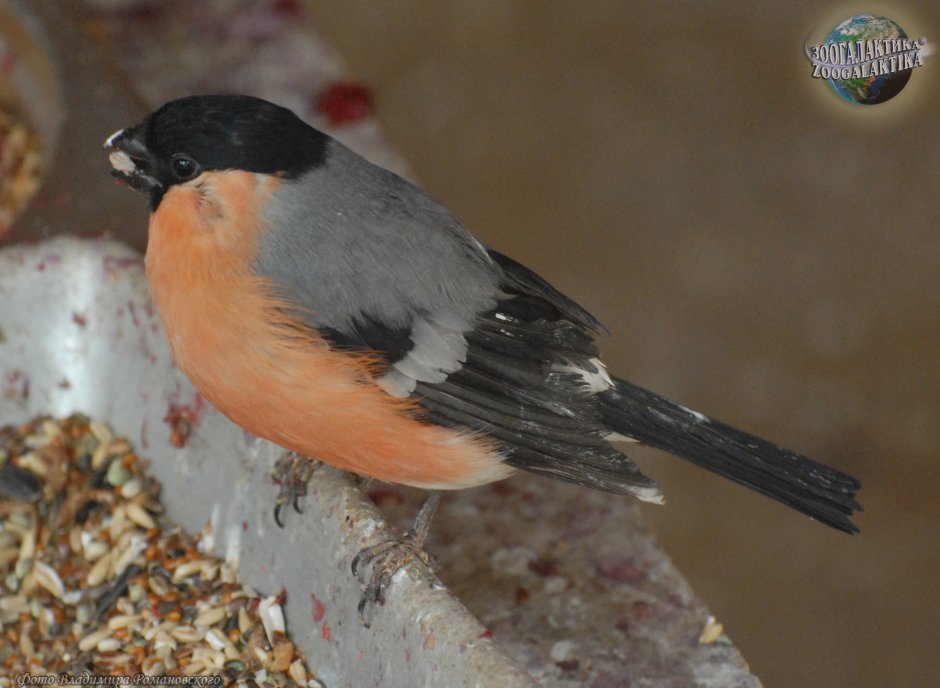 Птица с красным брюшком но не Снегирь