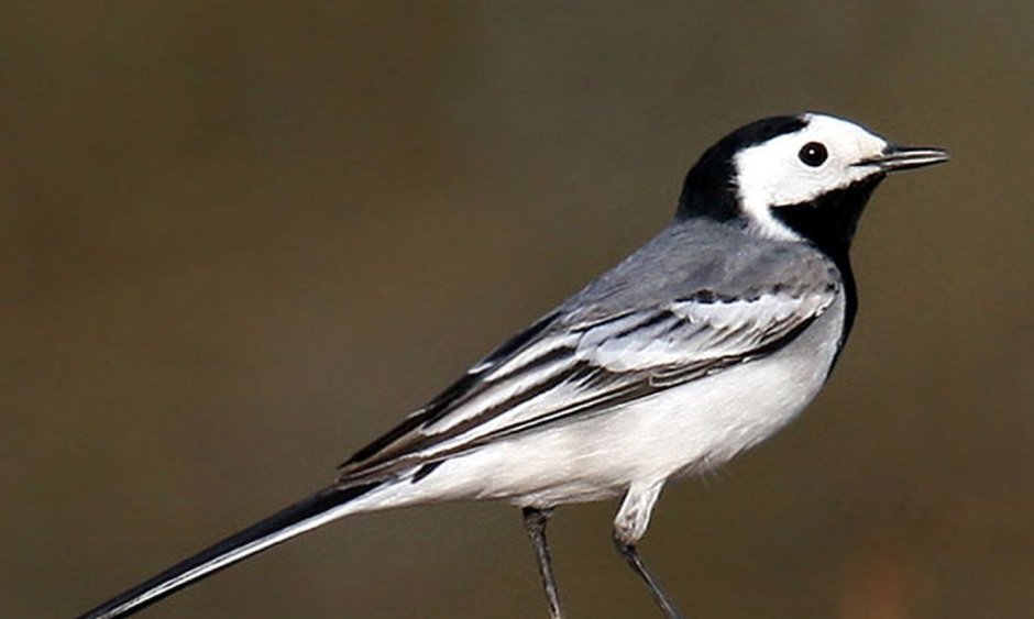 Капская трясогузка