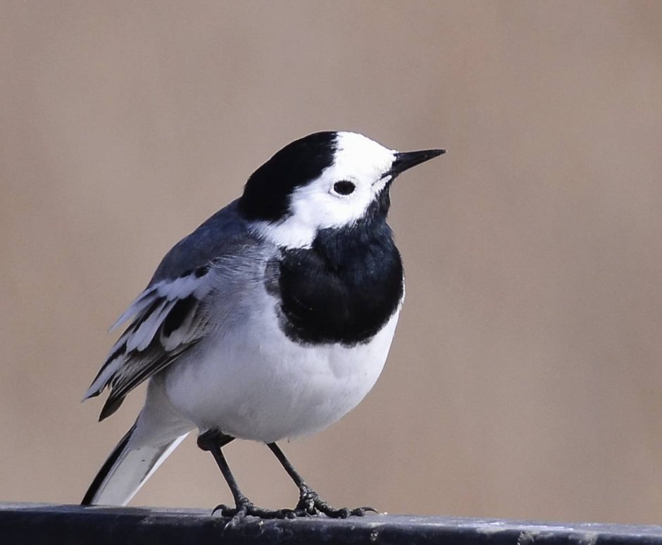 Птица с белой мордочкой