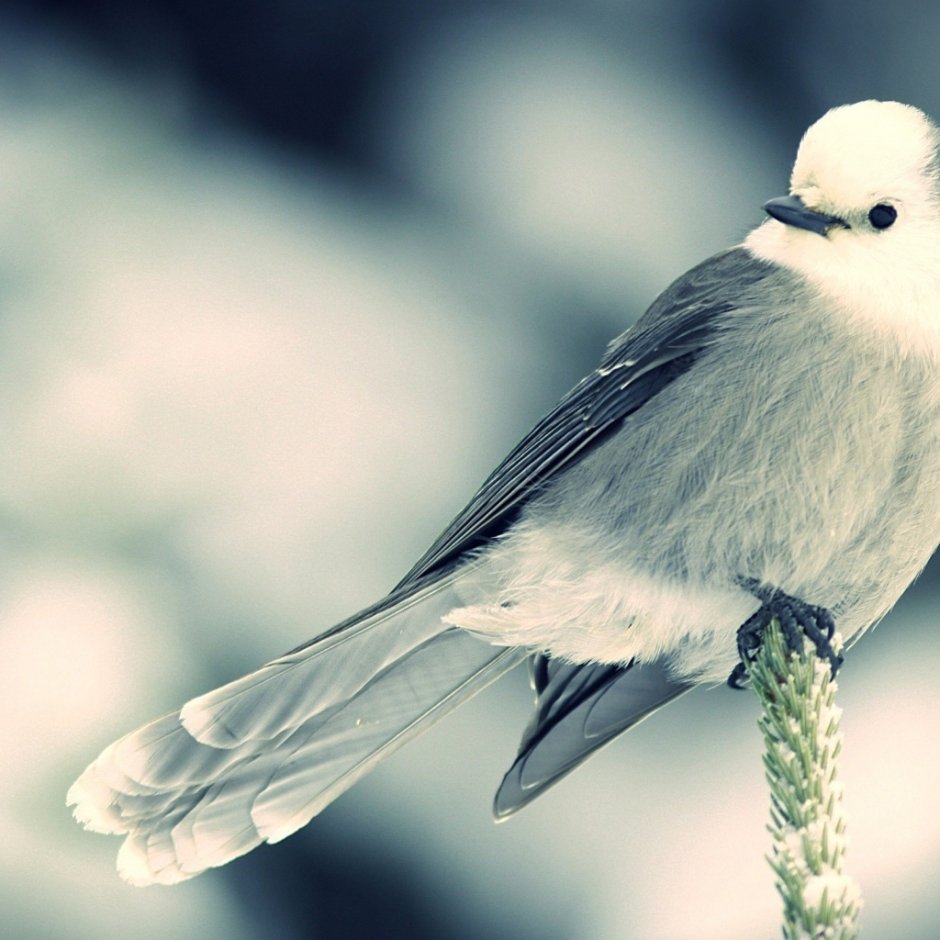 Маленькая белая птичка