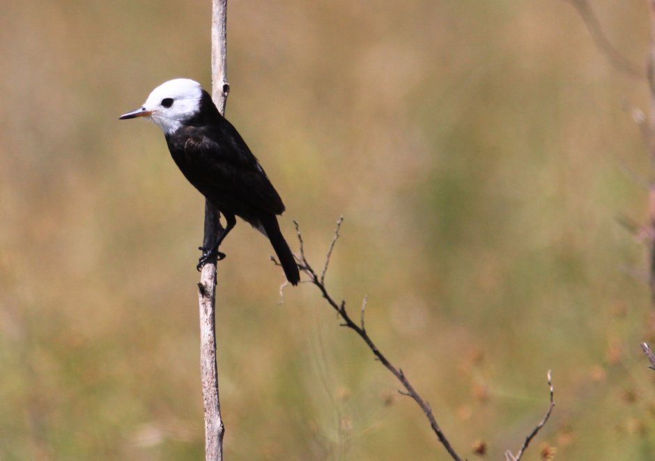 Птица с чернобедой головой