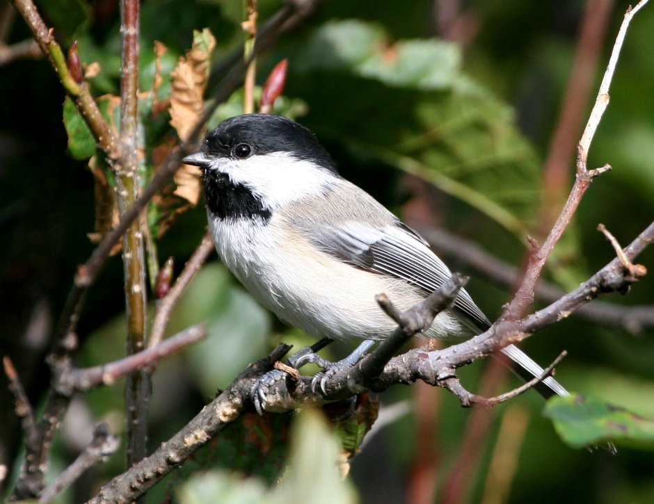 Chickadee птица