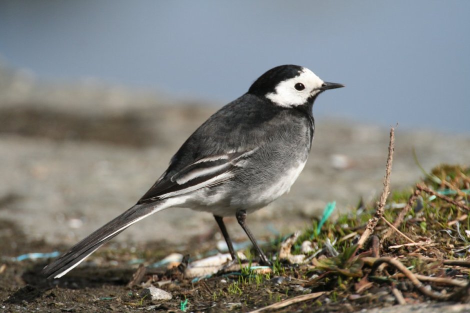 Motacilla Alba yarrellii