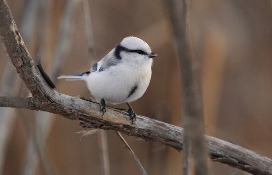 Маленькая птичка с черной головой