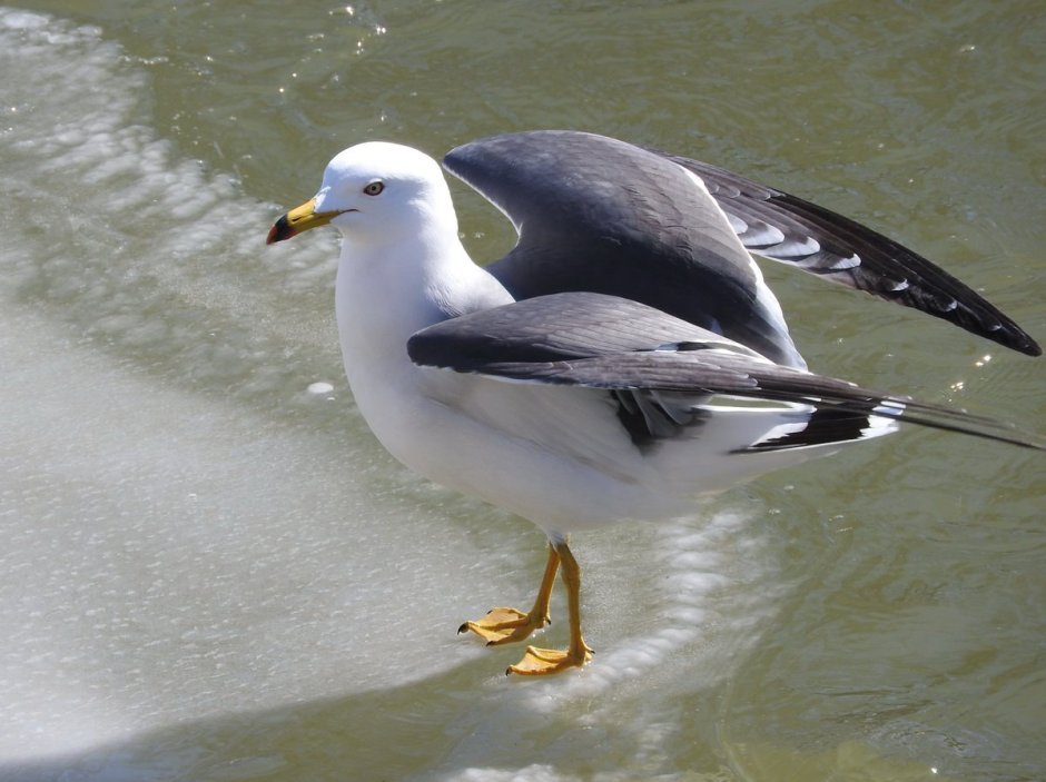 Дальневосточный морской заповедник чернохвостая Чайка